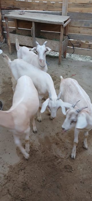 Занен пародалы лақтар