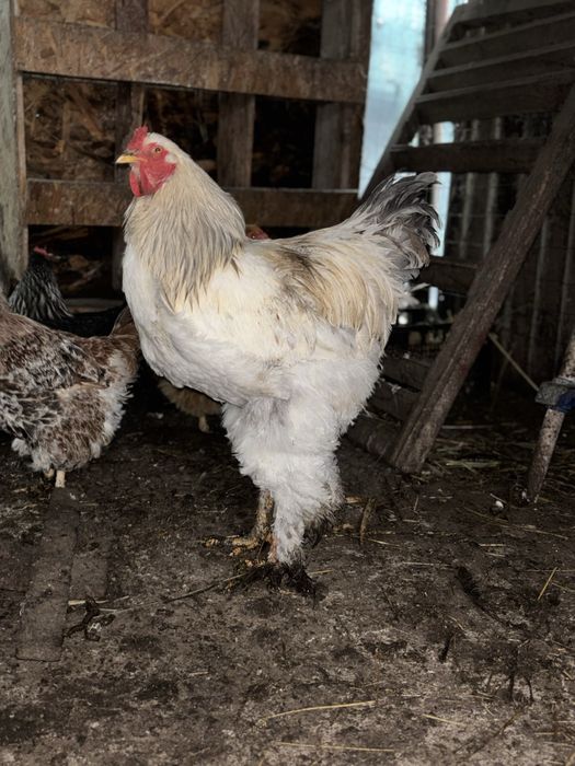 Vand un cocos brahma si gaina sussex