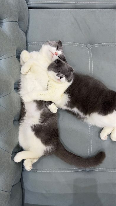 Mushuk erkak 1yow 2oylik kastratsiya qilinmagan