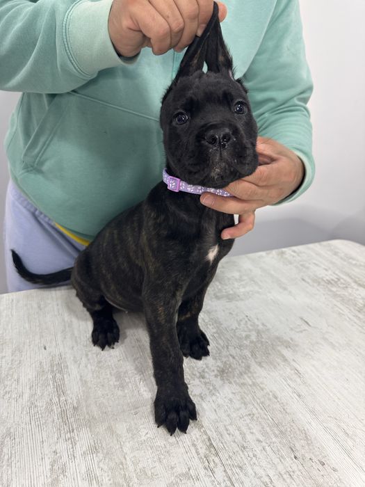 Cane corso cu pedigree!!