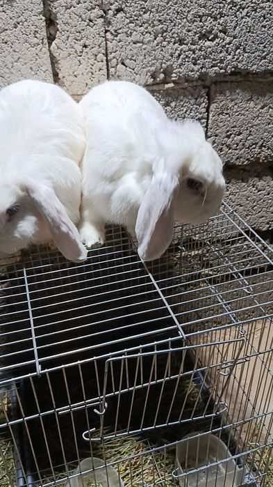 Baran almaz glaz sames erkak quyonlar soni 2ta yoshi  6oyli toza qon