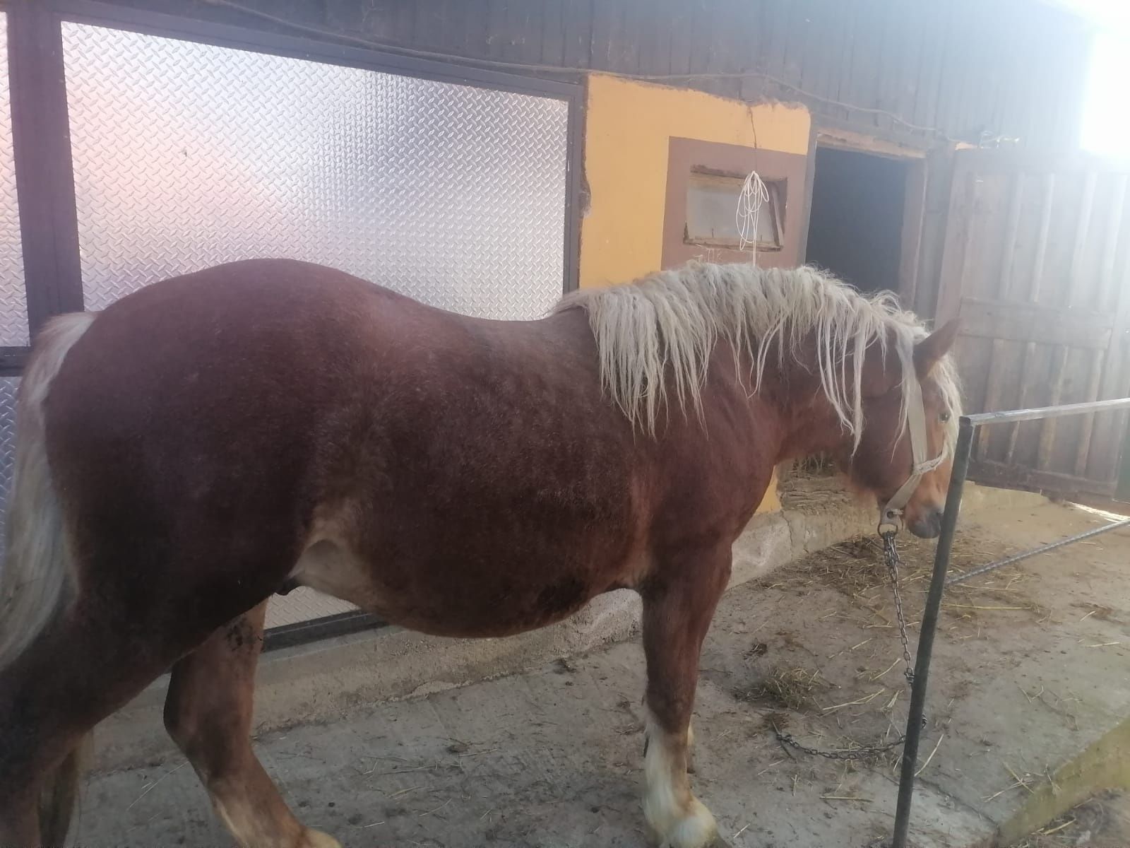 Vând harmasar,sau schimb de 2ani și 2 luni