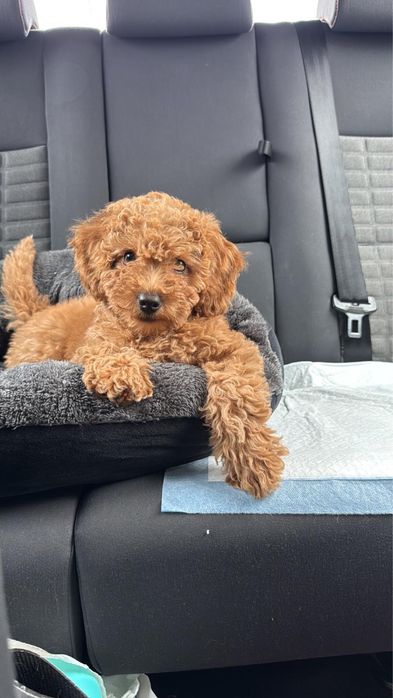 Poodle toy, fetita, 3 luni