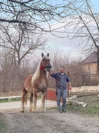 Armăsar belgian pentru monta