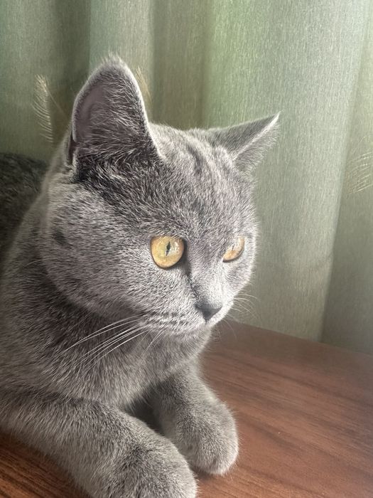 Котята сиямский и черный кошка шотландская