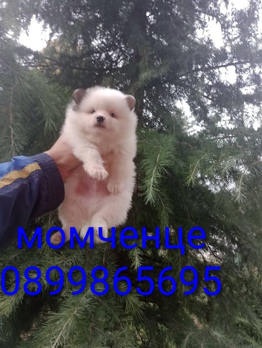 Бели Померани !!
