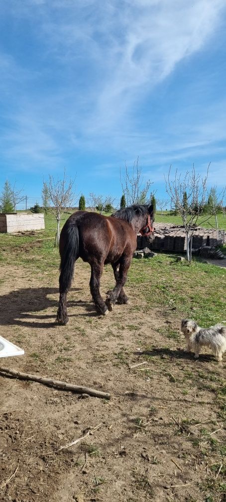 Vănd trei armăsari sănge rece