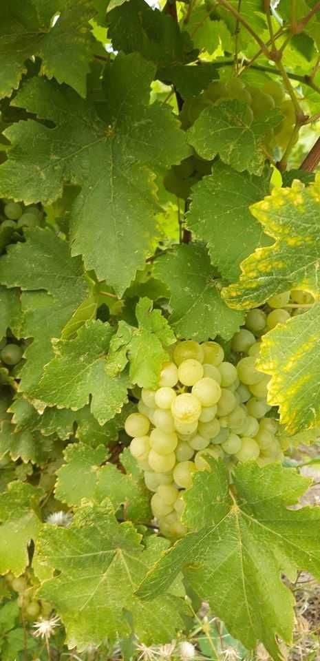 Producator vand struguri de vin albi-negri transport gratis la locatie