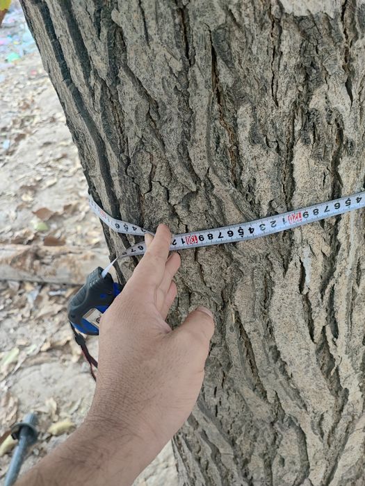 Yongiq daraxti 30 yilik