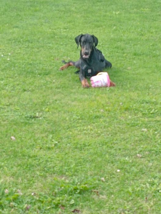 Mascul Doberman 9 luni.