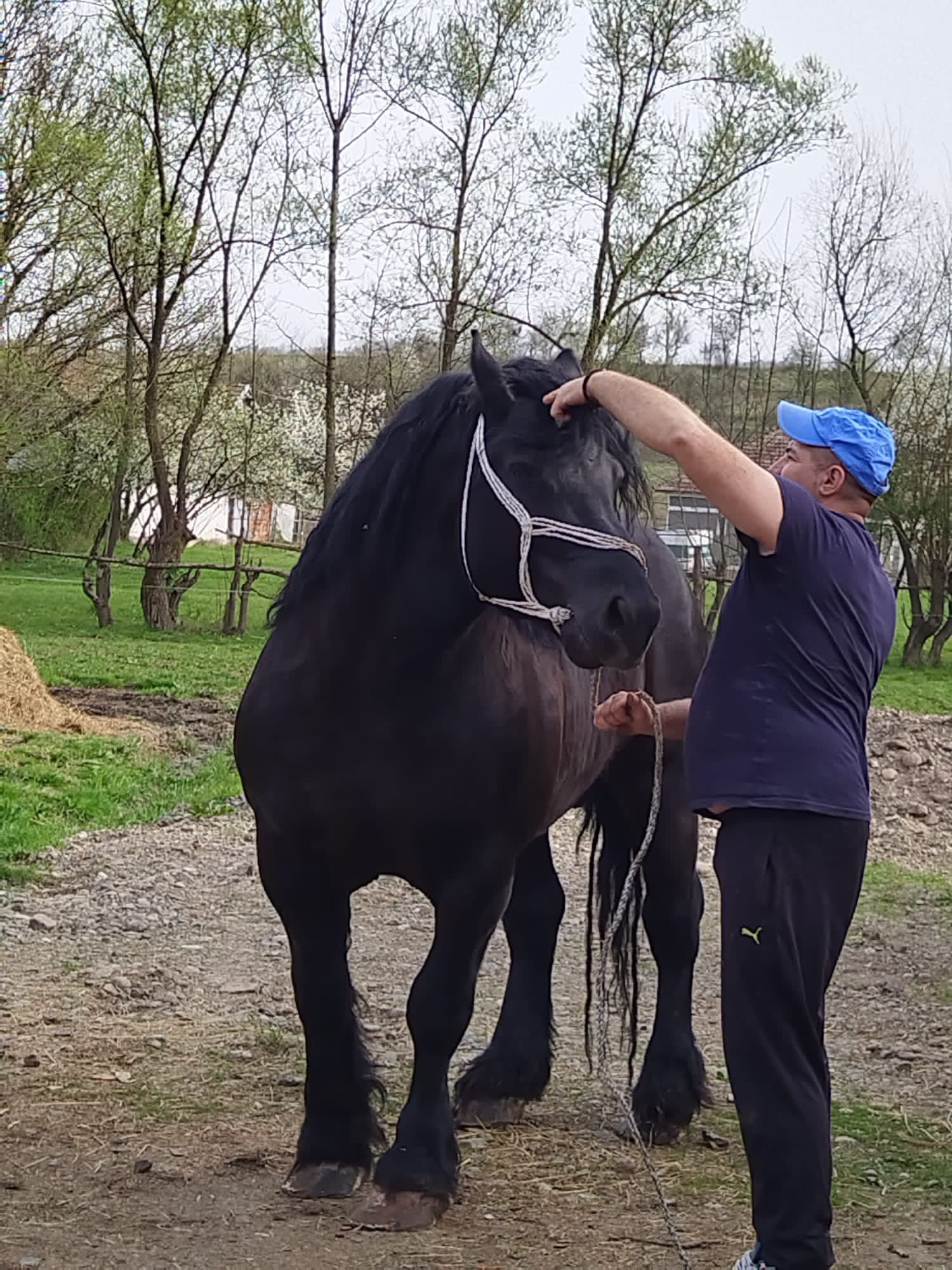 Armăsar negru corb de monta