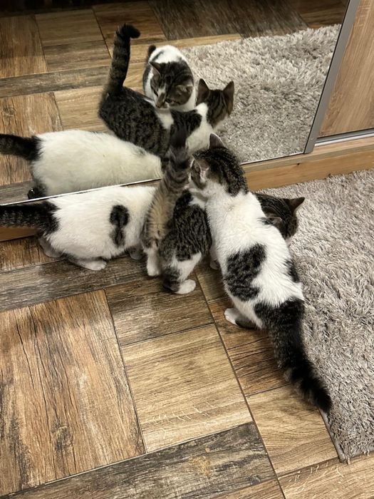 Donez pisicute felis