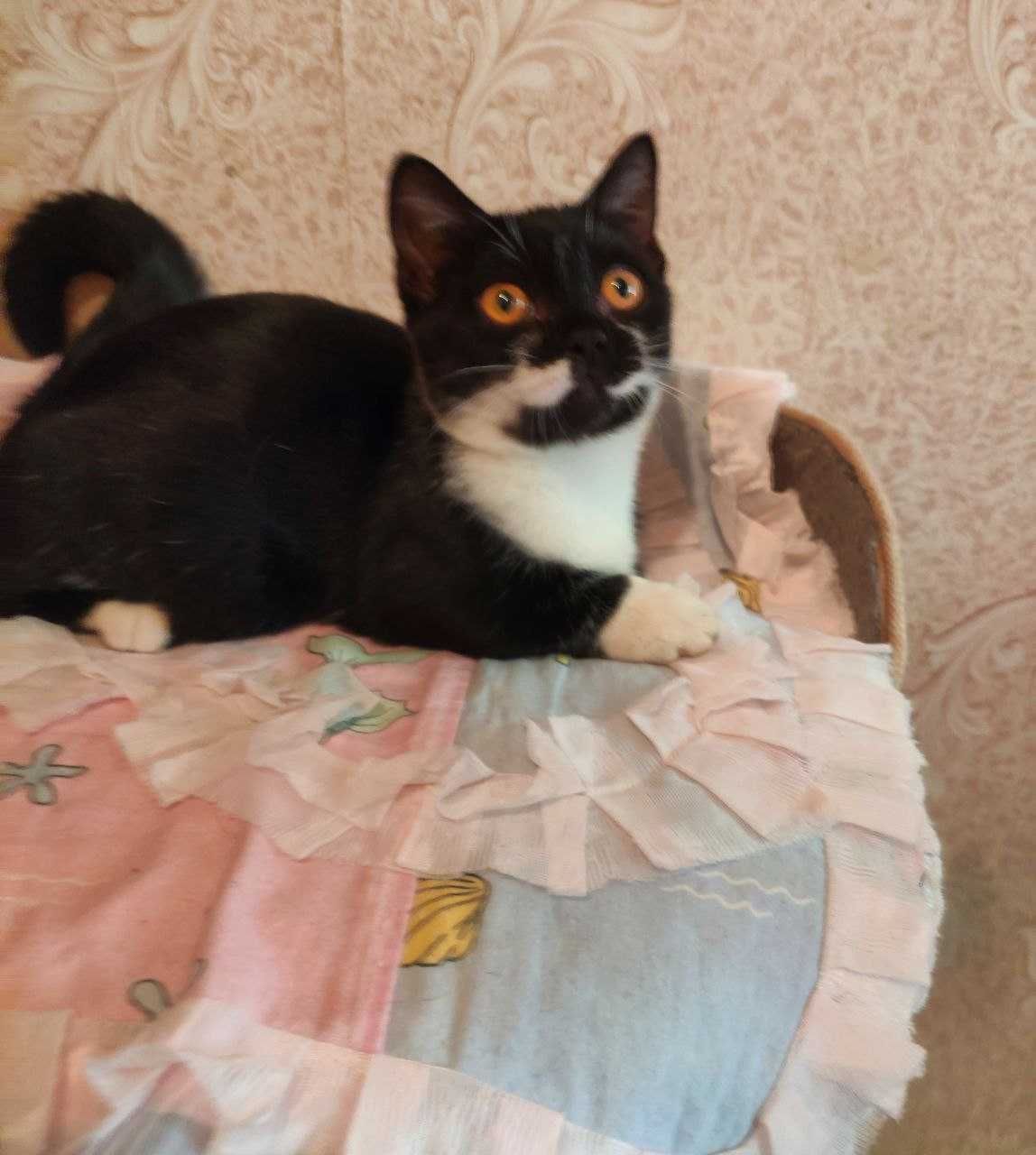 Продается котенок манчкин, девочка