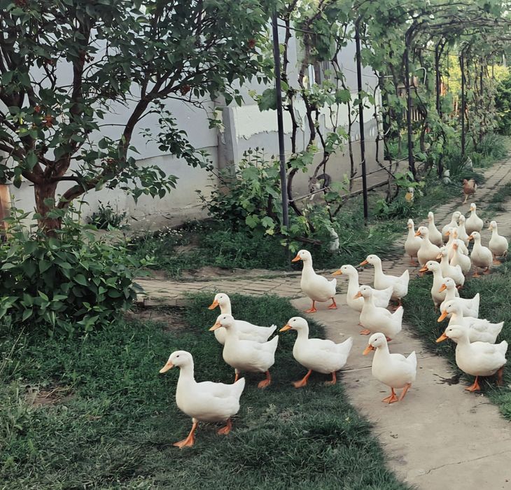Vând rațe Pekin. Craiova si imprejurimi