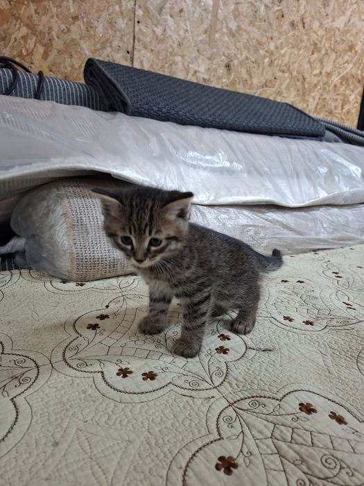 Отдам котят в хорошие руки