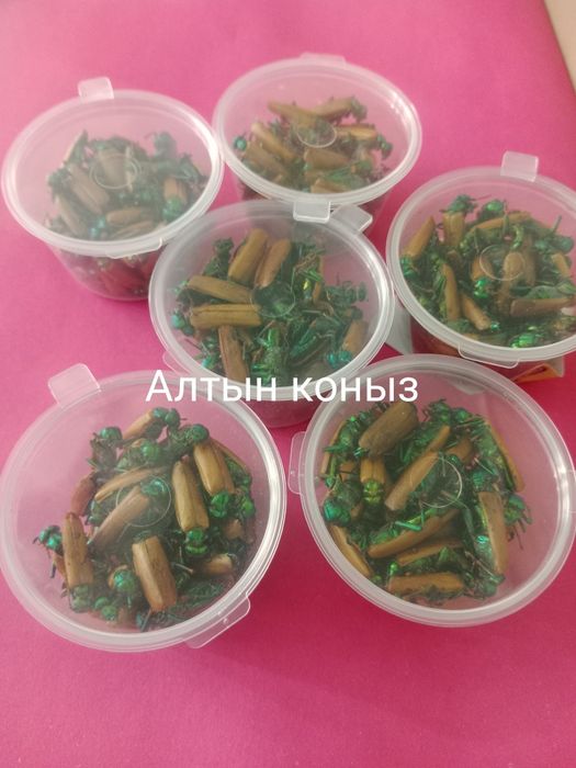 Алтын коныз Майски жук  Altyn konyz