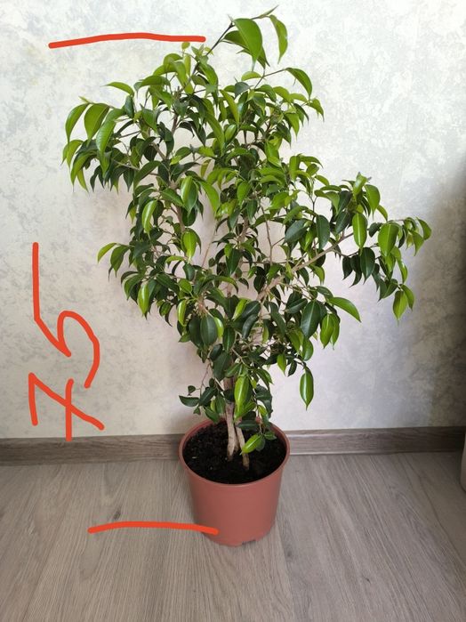 Фикус Бенджаминова