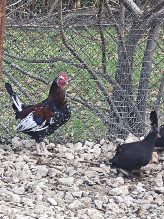 Фазани,токачки,японки,мускусни неми патици