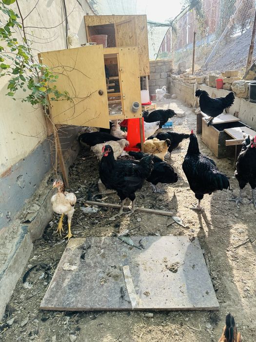 Yirik jersi gigant jo’ja xo’rozlari sotiladi