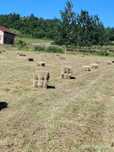 Baloți de fân de vânzare