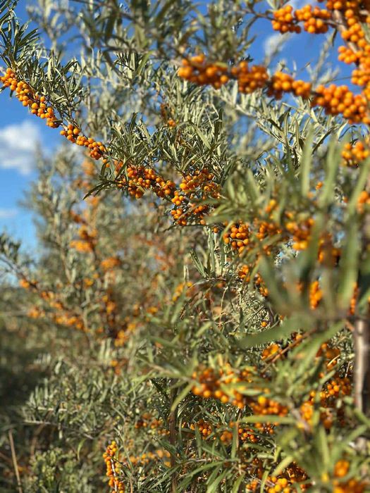 Cătină congelată de calitate superioară – Vânzare en-gros