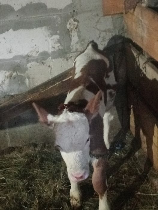 Vițel bălțat romaneasca