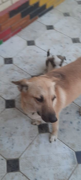 Щенята 2 х месячные