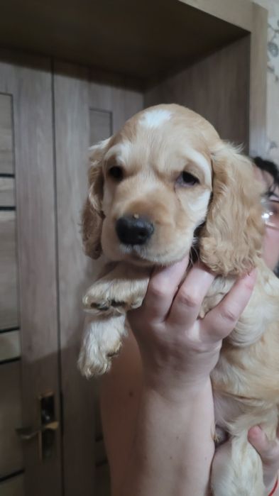 Щенок кокер спаниель