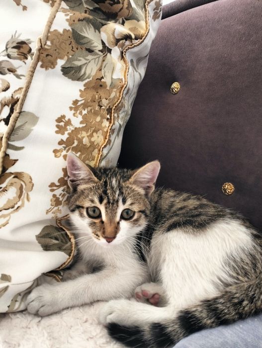 Отдам в добрые руки котенка