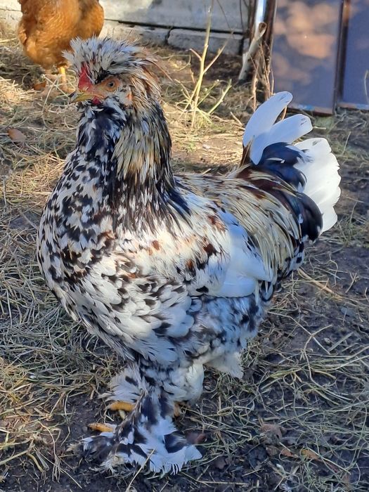 Puicute de casa de vanzare