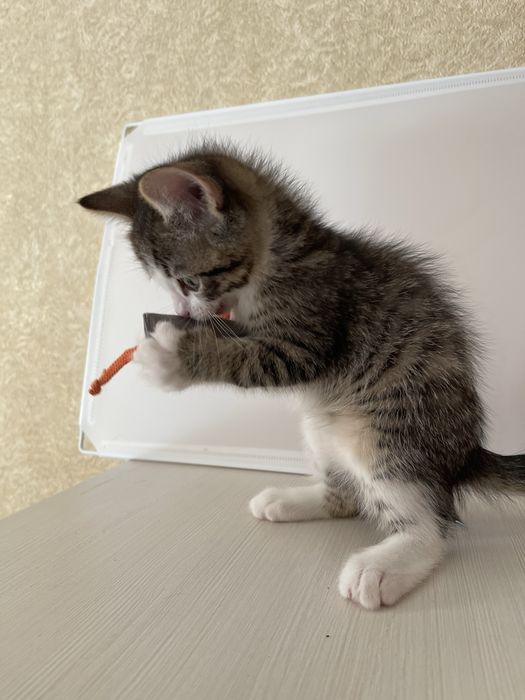 Котенк в любящую семью