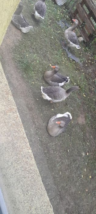 Gâște 6-7 kg tăiate