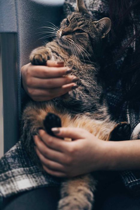 Sisi - pisica perfecta exista si isi cauta familia