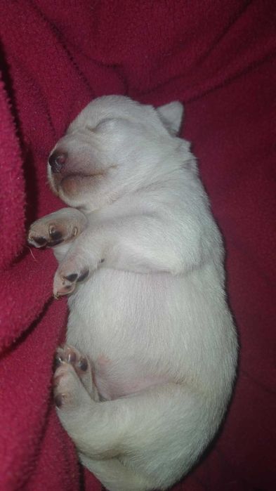 Продавам Пинчери