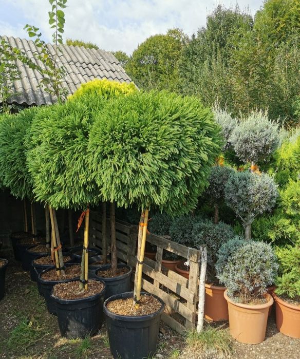 Tuia smarald  și columnaris plante de gradina ornamentale
