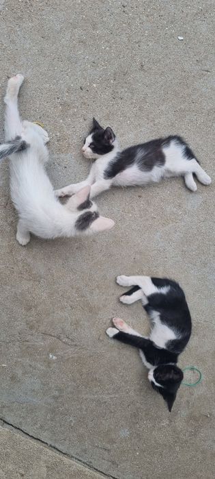 Подарявам котета