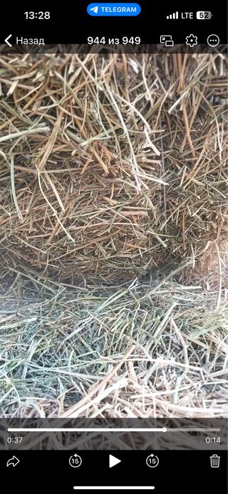 Беда сотилади 4000 кип.