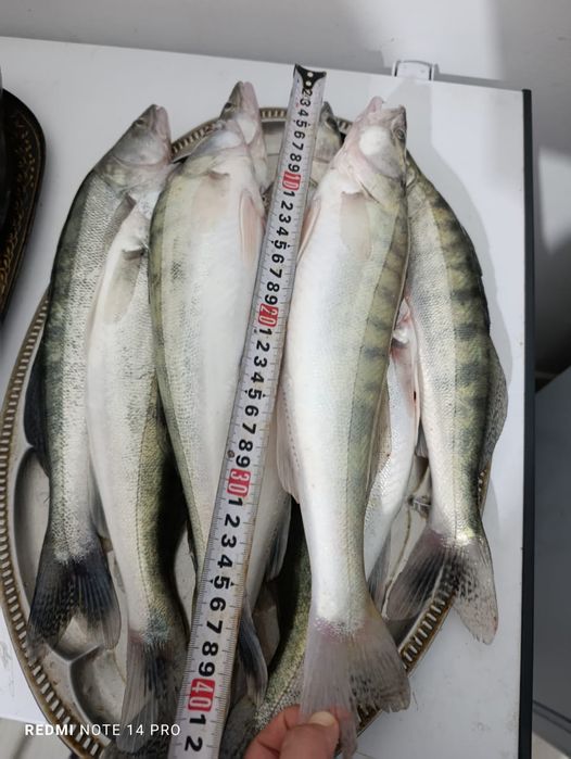 Судак замороженные