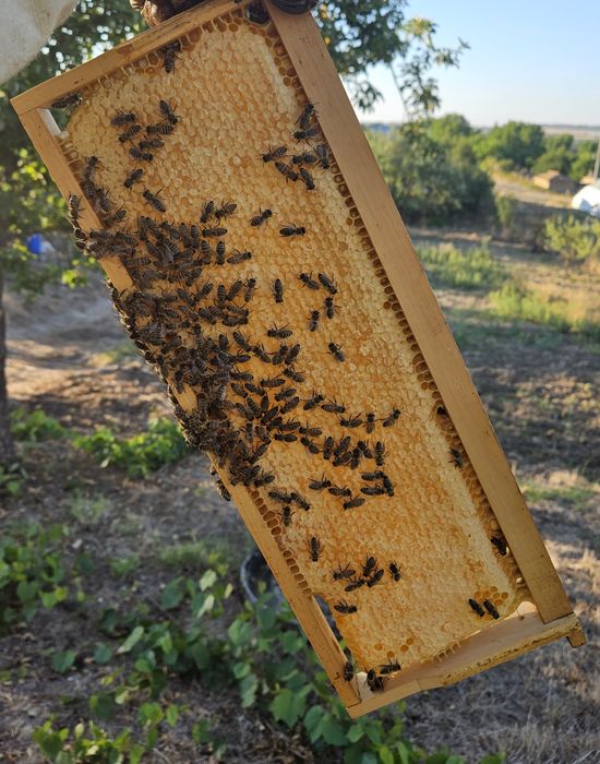 Пчелен мед - букет гр. Шумен