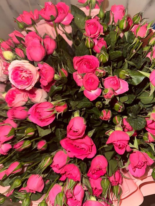 Кустов свежие розы