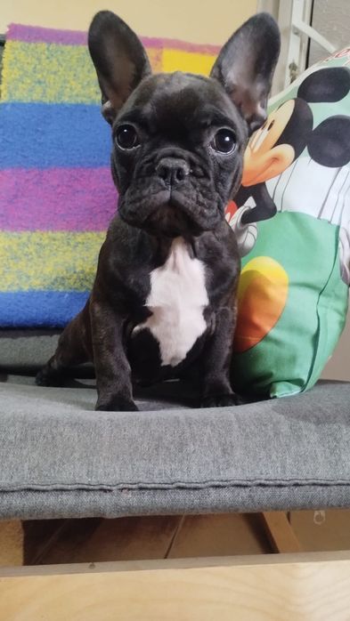Bulldog francez femela