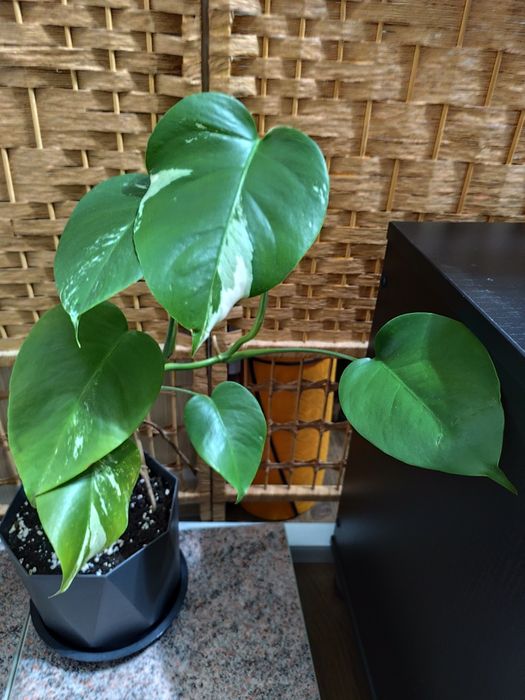 Монстера альба комнатное растение