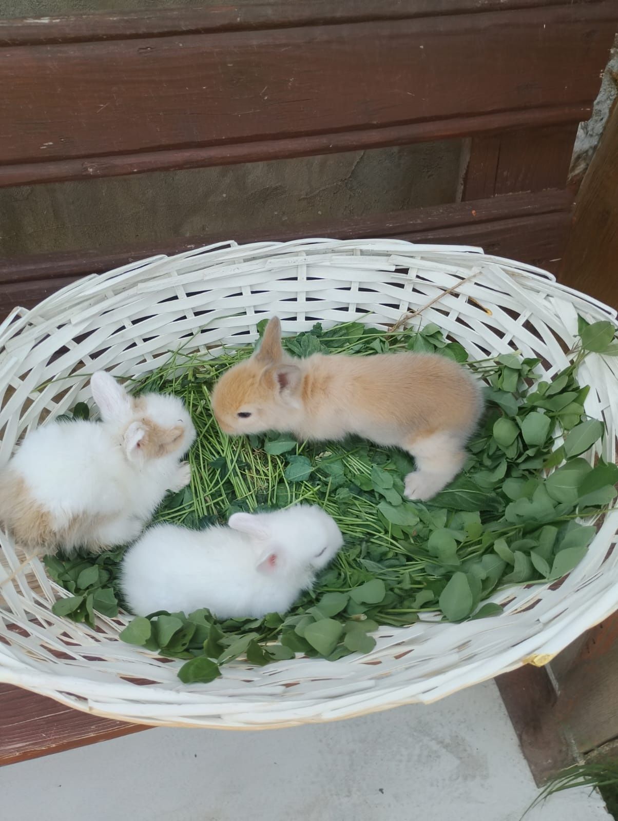 Pui iepurasi rasa pitica nu cresc mari