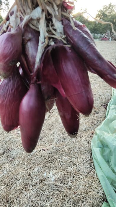 Vând sămânță ceapă rosie de apa