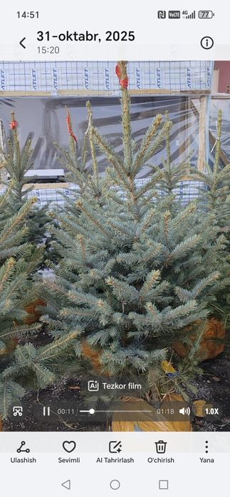 Галубой ель archa