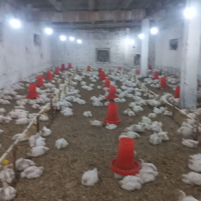 Товук ферма сотилоди, барча кулайликларга эга,