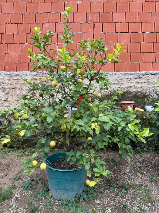 Pomi de lamai la ghiveci