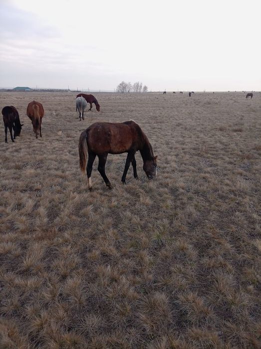 Продам жеребчиков с поля