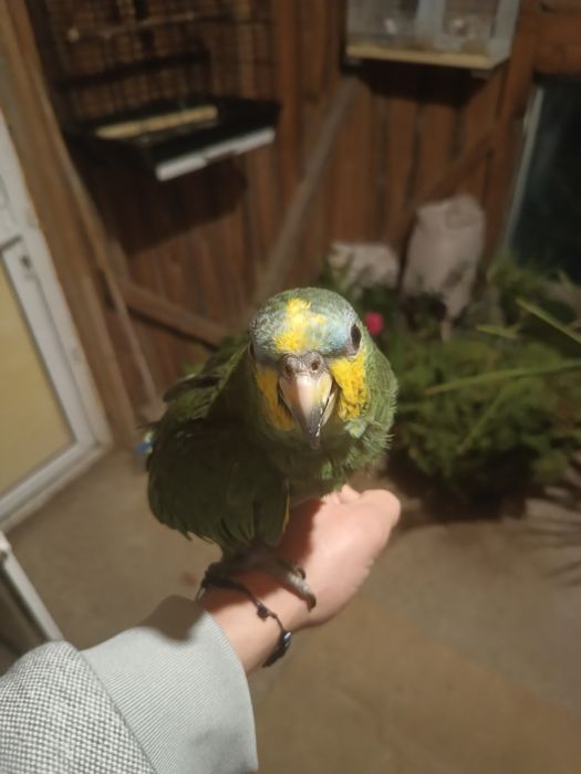 Pui blând Amazon cu fruntea albastra