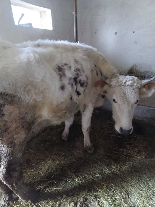 De vanzare vacă tânără